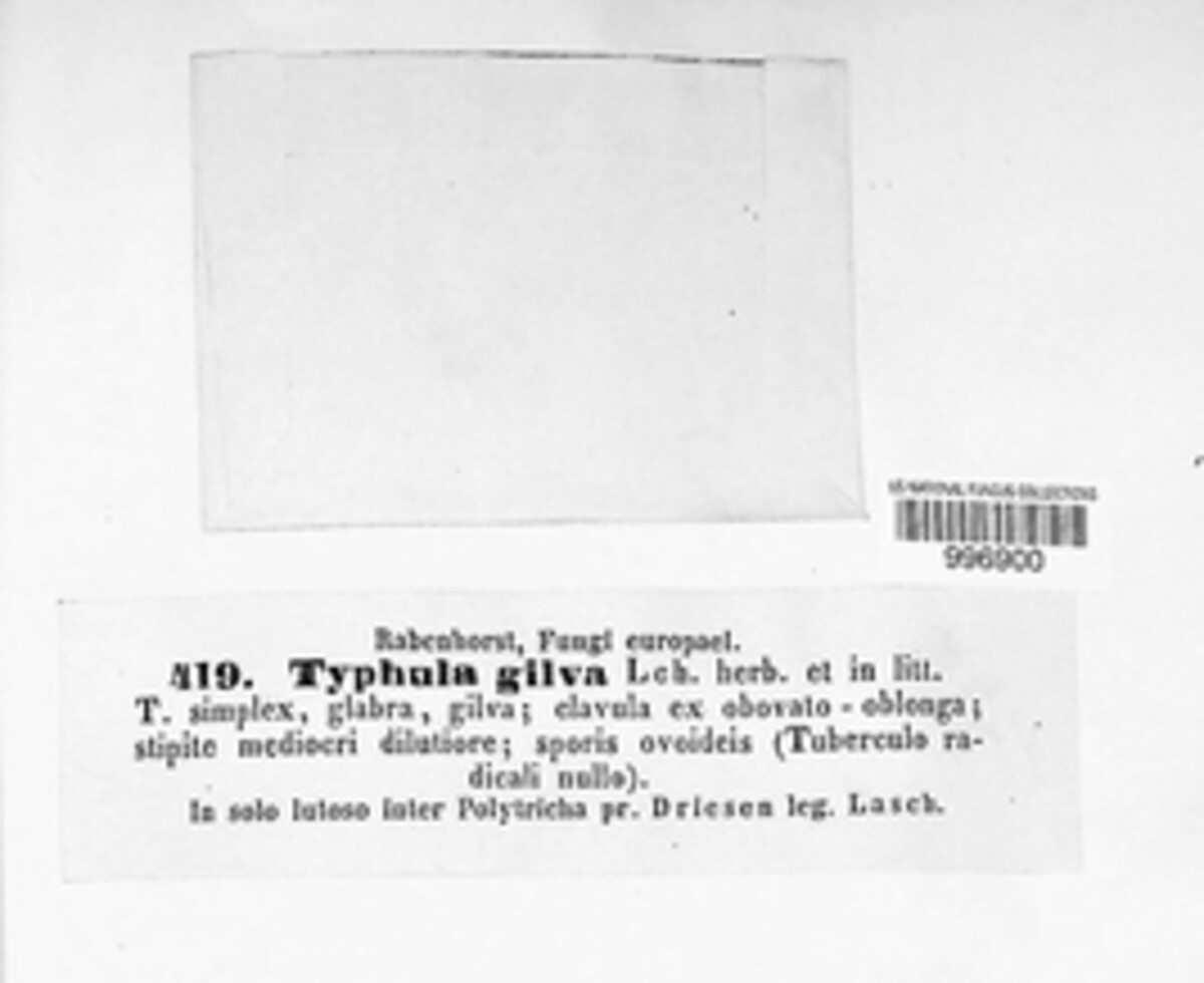 Typhula gilva image